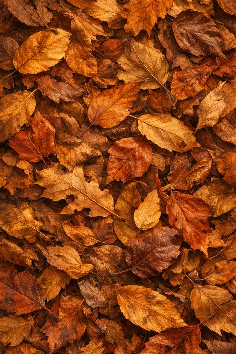 Fall wallpaper with a close view of a deep pile of dry leaves in rust, amber and brown