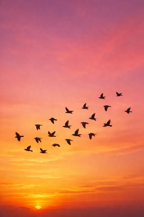 Sunset wallpaper with a scattered flock of birds crossing a gold and rose evening sky