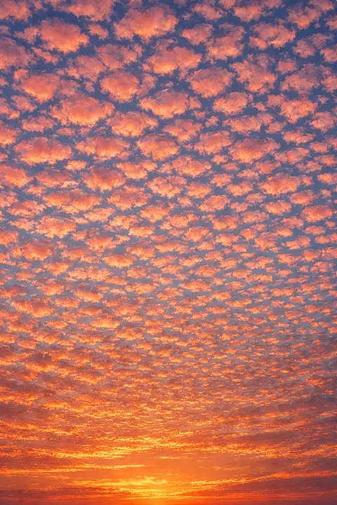 Sunset wallpaper with a sky of small rippled mackerel clouds edged in pink and gold